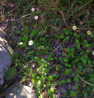 Bellium bellidioides, photographed by carnifex