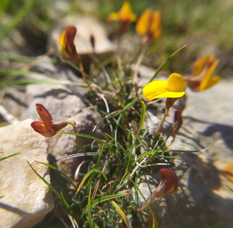 Lotus tetraphyllus, photographed by carnifex