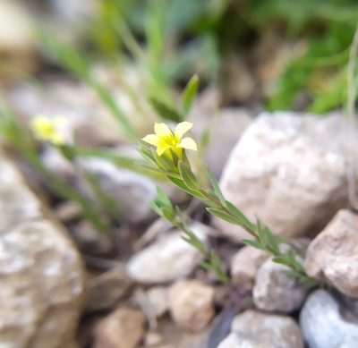 Linum strictum, photographed by carnifex