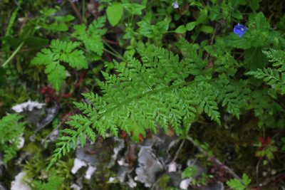 Cystopteris fragilis, photographed by CorentinD