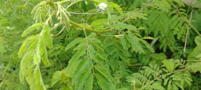 Leucaena leucocephala, photographed by Dana Lee Ling