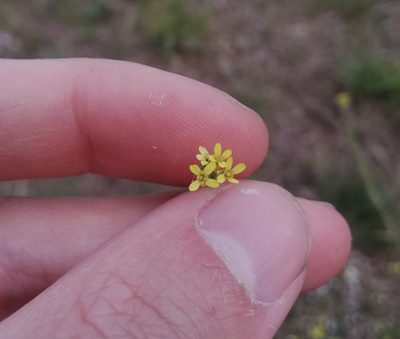 Sisymbrium officinale, photographed by Thomas