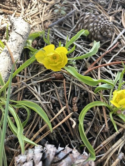 Ranunculus alismifolius, photographed by Erica Krimmel