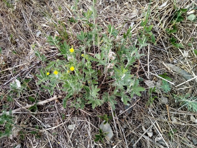 Potentilla inclinata, photographed by Vladimír Fuka