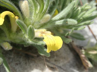 Ajuga chamaepitys, photographed by John Kenrick Gibson