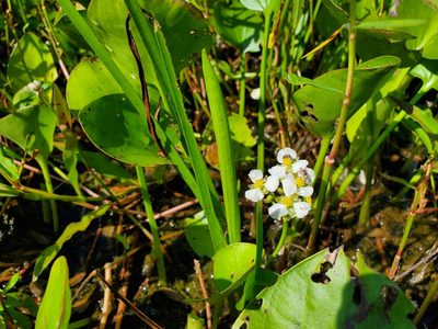 Sagittaria platyphylla