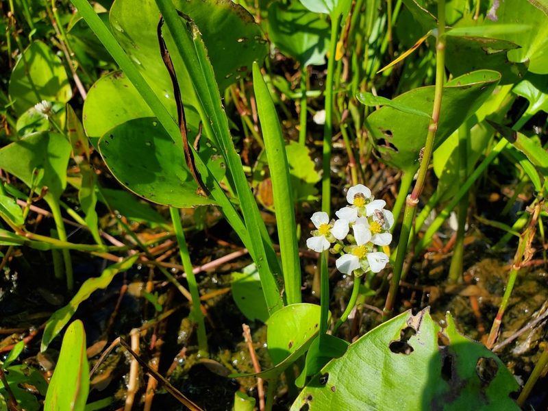 Sagittaria platyphylla, photographed by Samuel A Schmid, PhD, PWS