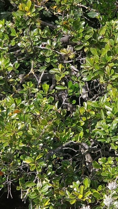 Chamaemeles coriacea, photographed by Vítor Jorge