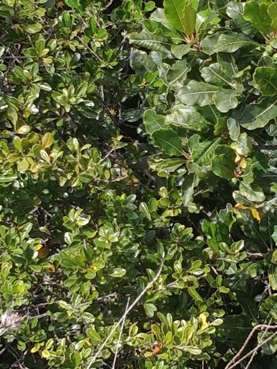 Chamaemeles coriacea, photographed by Vítor Jorge