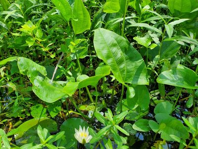 Aquarius cordifolius, photographed by Samuel A Schmid, PhD, PWS