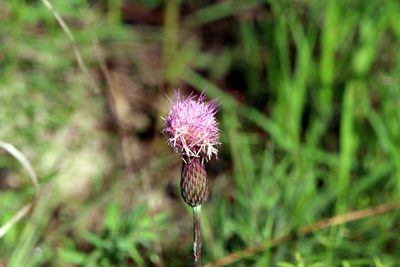 Cirsium lecontei, photographed by Lauren McLaurin