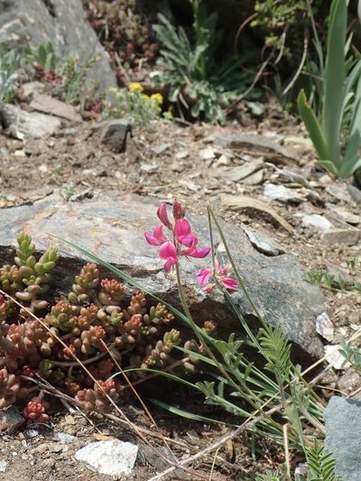 Onobrychis montana, photographed by John Kenrick Gibson
