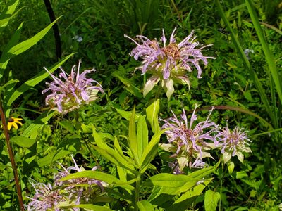 Monarda fistulosa, photographed by Samuel A Schmid, PhD, PWS