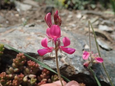 Onobrychis montana, photographed by John Kenrick Gibson