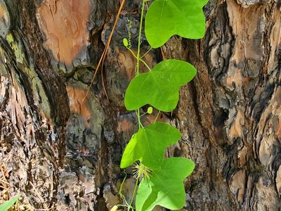 Passiflora lutea, photographed by Samuel A Schmid, PhD, PWS
