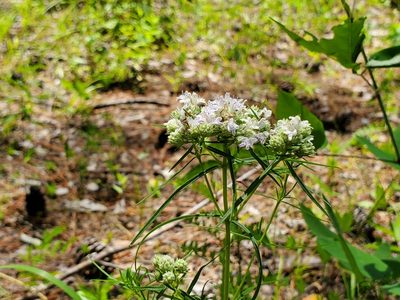 Pycnanthemum tenuifolium, photographed by Samuel A Schmid, PhD, PWS