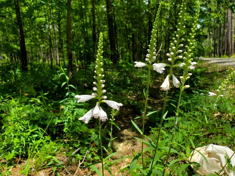 Physostegia angustifolia, photographed by Samuel A Schmid, PhD, PWS