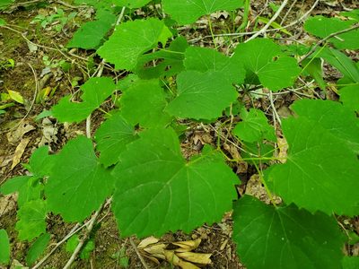 Vitis rotundifolia, photographed by Samuel A Schmid, PhD, PWS
