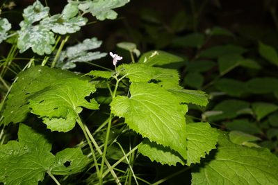 Lunaria rediviva, photographed by Daniel Linzbauer