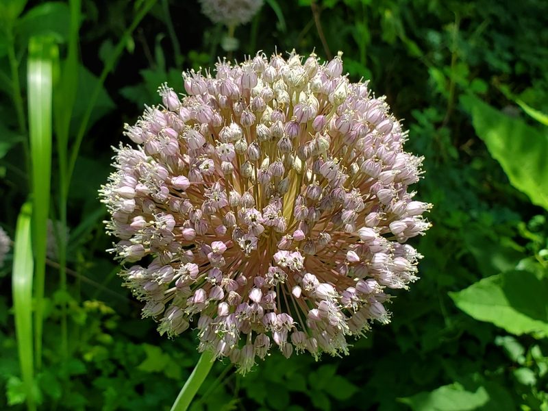 Allium ampeloprasum, photographed by Samuel A Schmid, PhD, PWS