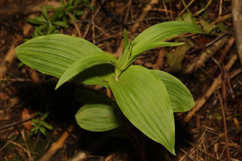 Epipactis helleborine, photographed by Stephen James McWilliam