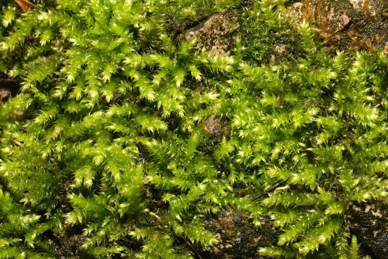 Brachythecium rutabulum, photographed by Stephen James McWilliam