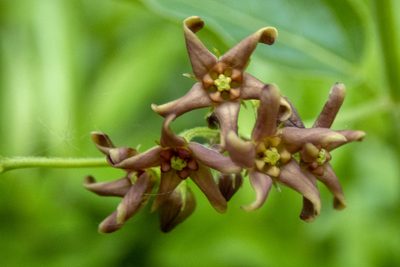 Vincetoxicum rossicum, photographed by Randy A Nonenmacher