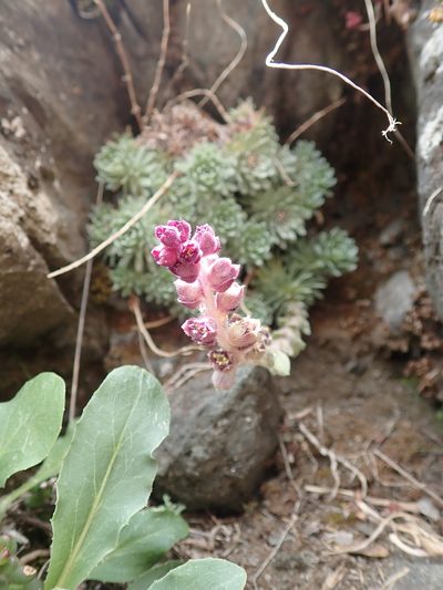 Saxifraga sempervivum, photographed by John Kenrick Gibson