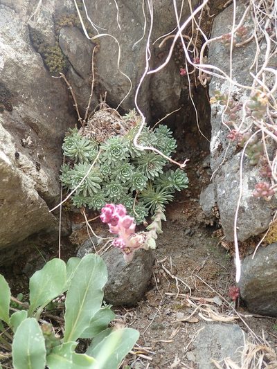 Saxifraga sempervivum, photographed by John Kenrick Gibson