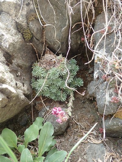 Saxifraga sempervivum, photographed by John Kenrick Gibson