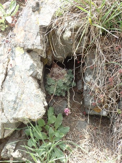 Saxifraga sempervivum, photographed by John Kenrick Gibson
