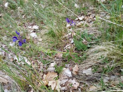 Salvia pratensis, photographed by Vladimír Fuka