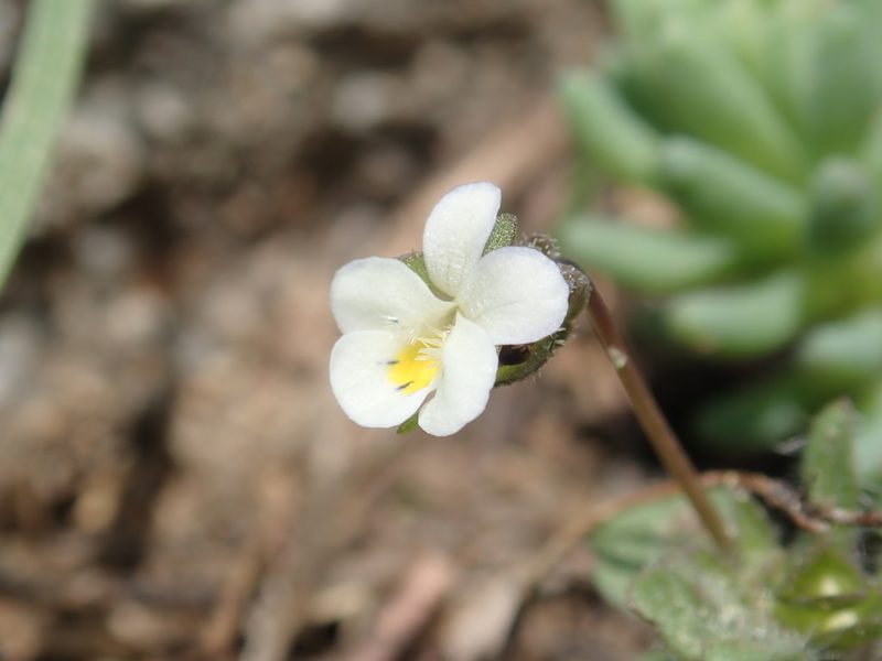 Viola parvula, photographed by John Kenrick Gibson
