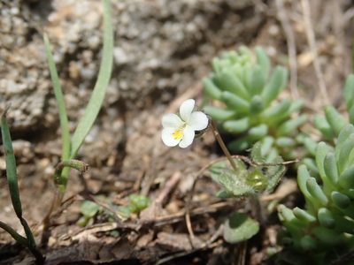 Viola parvula, photographed by John Kenrick Gibson