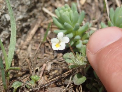 Viola parvula, photographed by John Kenrick Gibson