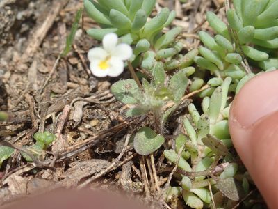 Viola parvula, photographed by John Kenrick Gibson