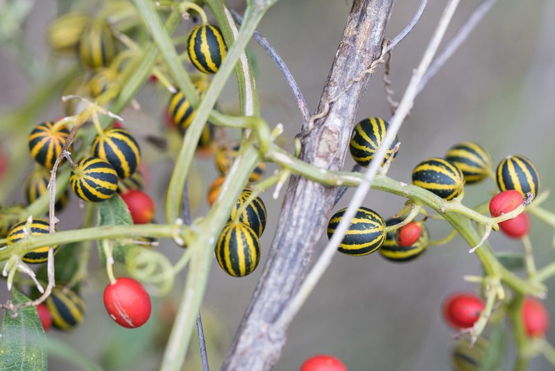 Cayaponia martiana, photographed by Frank Thomas Sautter