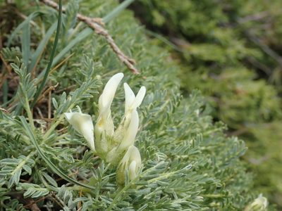 Astragalus angustifolius, photographed by John Kenrick Gibson