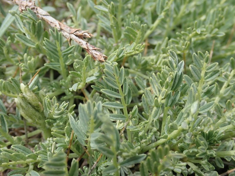 Astragalus angustifolius, photographed by John Kenrick Gibson