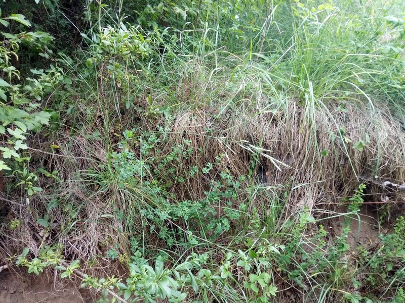 Bromus erectus, photographed by Vladimír Fuka