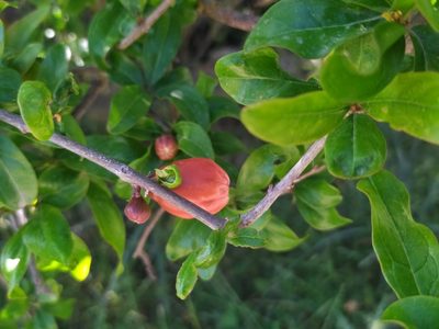 Punica granatum, photographed by carnifex