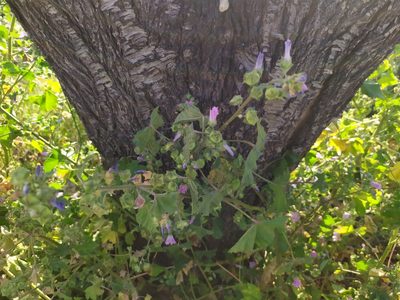 Malva multiflora, photographed by carnifex