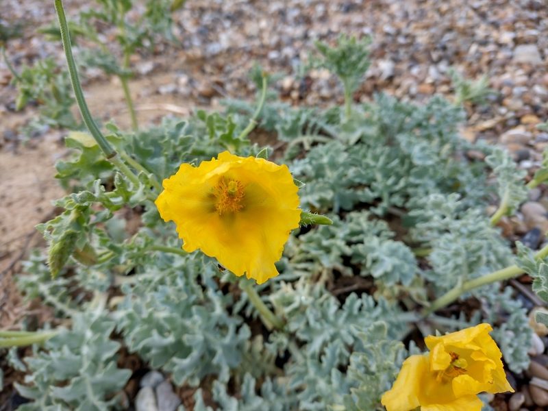 Glaucium flavum, photographed by Robert Martin