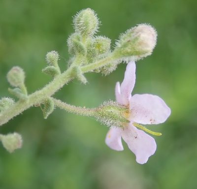 Chaenostoma caeruleum, photographed by Nicola van Berkel