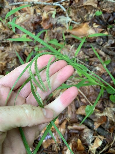 Carex gynandra, photographed by naturalist charlie