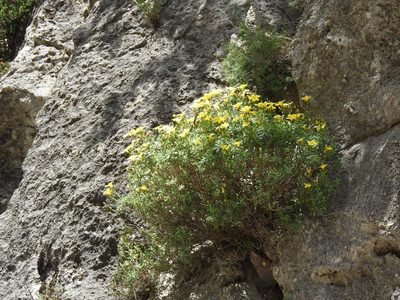 Linum arboreum, photographed by Yves Bas