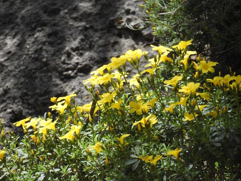 Linum arboreum, photographed by Yves Bas
