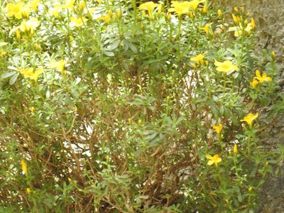 Linum arboreum, photographed by Yves Bas