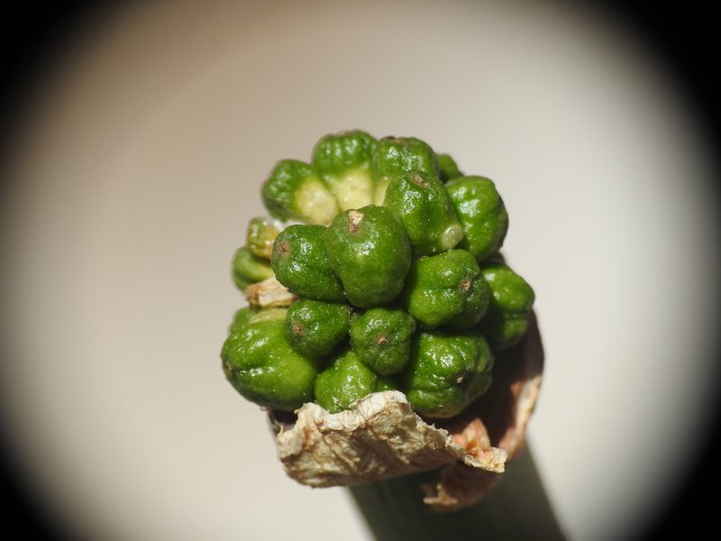 Arum creticum, photographed by Yves Bas