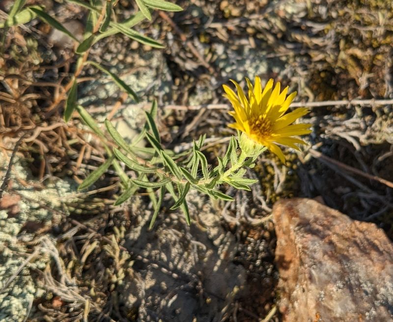 Heterotheca stenophylla, photographed by mattmsa